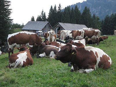 Keine kleine Pinzgauer-Herde! Mutterkühe von Thomas Jenny auf der Alp Plätsch