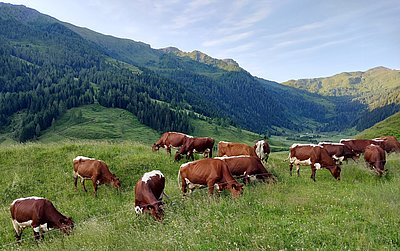 Pinzgauer-Almwandertag 2026