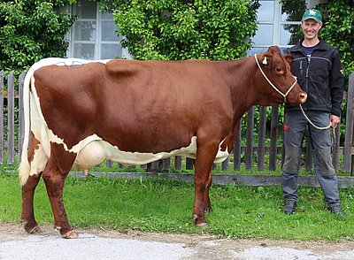 Viertkalbskuh Gabi (V.Rat, 20,6%RF) von Manfred Nindl, Schranzlern, Hollersbach