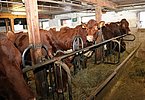 IMG 7811