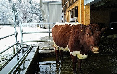Vertrautes Klima für die Pinzgauer in der Schweiz!