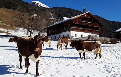 Ein schöner Farbkontrast im winterlichen Weiß - die Kühe der Familie Ebenkofler, Pichler in Ahornach!