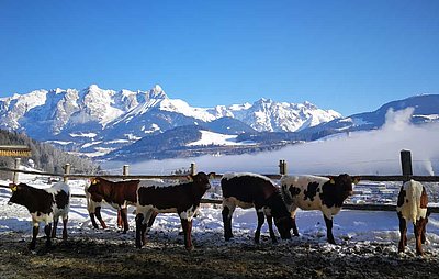 Fast wie im Kinderhotel! Der Nachwuchs am Schnurngut in Bischofshofen genießt die Wintersonne in vollen Zügen!