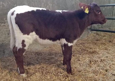 und genetisch hornlos aus Lobrek x Billy