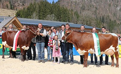 Kapitale Siegerkühe - ROMY (V.Litzlhof) und WINNI (V.Storm) von Familie Reitstätter, Hackl