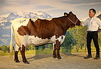 Kat.Nr. 204 - Gruuppenreservesiegerin KRONE (V.Streif) v. Rupert Porsch, Oberbieberg, Saalfelden
