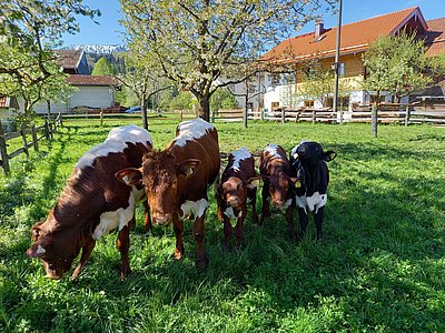 Genuss der Frühjahrsweide im bayerischen Bergen am Chiemsee!
