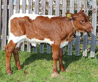 Spitzengenetik (Fasan x Rat x Mister) von Hermann Esterbauer, Oberklamm, St. Veit/Pg.