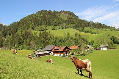 Die Pinzgauer der Familie Kraml am Wachlbacherhof