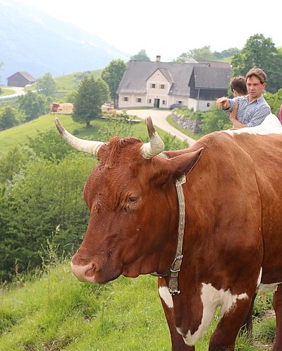 Sind noch nicht allzu lange auf der Schönleiten - die Pinzgauer und ihr Besitzer Johannes Halbartschlager!