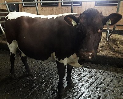 Die trächtige Mokka-Tochter vom Schüttgut übersiedelte ins deutsche Unterfranken zu Markus Krenzer, Poppenhausen.