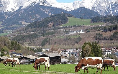 Bildet nicht nur einen prächtigen Farbkontrast, sondern zeigt auch ihre Qualität - die Pinzgauer-Milchkuhherde von Familie Stock, Schnurn in Bischofshofen!