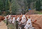 Herbstviehschau 4