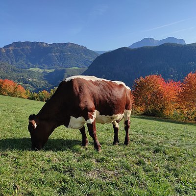 Schöner glänzen auch Kastanien nicht! Paradekuh Raut von Matthias Ploner auf der Herbstweide des Tantscherbauern in Lajen/Südtirol!