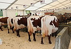 IMG 9907