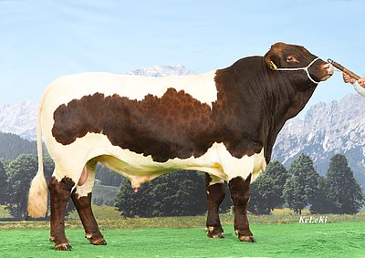 kr Maik führt die Topliste der besten Pinzgauer-Vererber Deutschlands an!