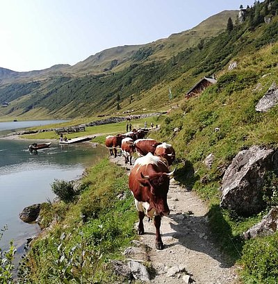Auch am Tappenkarsee wird es zunehmend ruhiger!