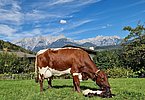Natürlicher geht's nicht - Stiermutter Glück von Familie Stock, Schnurn darf ihr Kalb am Feld zur Welt bringen!...
