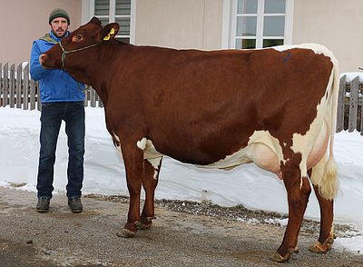 Zweitkalbskuh MADAM von Monika und Johann Weiß, Hundsalz, Flachau