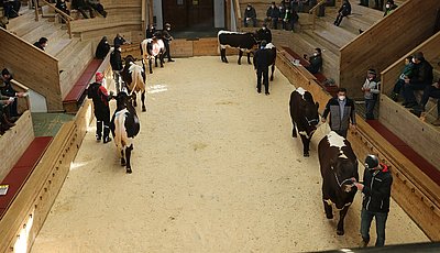Eindrucksvoll - der Verkaufsring mit den sieben selektierten Teststierkandidaten!