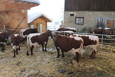 Alt und neu verträgt sich bestens - die Kühe am Großschönberghof fühlen sich im neuen Außenbereich sichtlich wohl!