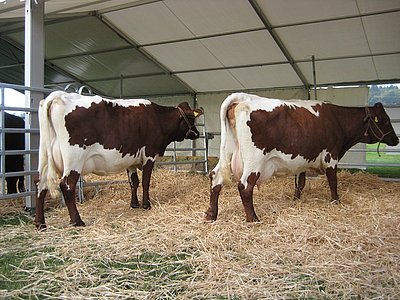 Zwei würdige Pinzgauer-Vertreterinnen - links CHICKI (Lotus x Rat), trächtig zum 3. Kalb und rechts ARABELLA (Rat x Samuel), reinrassig und trächtig zum 5. Kalb