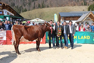 Siegerin der Pinzgauer x RH-Kühe MARIE (V.Jorck Red) von Familie Reitstätter, Hackl