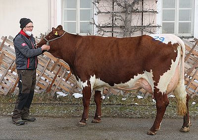 Zweitkalbskuh MINA (V.Maxoner, 29,4%RF) von Eveline Berger, Grub, Saalbach
