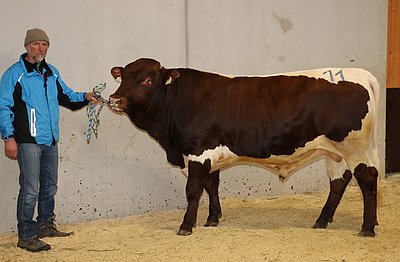 Kapitaler Zuchtstier SARON (Sax x Ronald) von Rupert Posch, Oberbiberg, Saalfelden