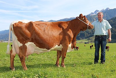 SENTA (V.Elayo Red)