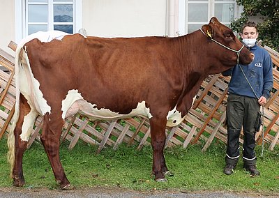 Jungkuh Muz (Diamon LFS) v. Landesgut Litzlhof, Lendorf