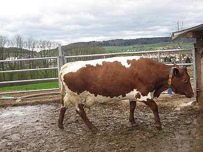 Kann sich sehen lassen! Reinrassige Rat-Tochter in der 4. Laktation
