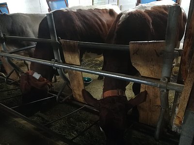 Fühlen sich auch im Sarntal wohl - am Hof von Martin Thaler!