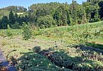 An Arbeitsintensität wohl kaum zu übertreffen - die Ackerflächen von Familie Isch-Marti, die unglaubliches Wissen und Erfahrung bedingen. Während im Vordergrund der Lavendel abgeerntet ist, reifen im Hintergrund Äpfel und Mais.