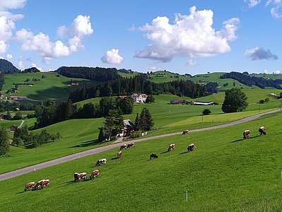 Im Paradies zu Hause! - Heinis Herde im Schweizerischen Bächli
