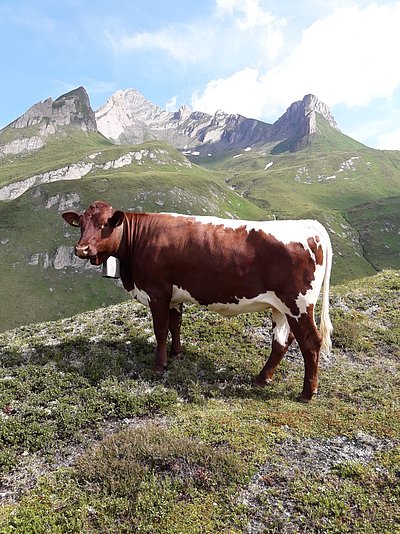 Schönes Knuttental