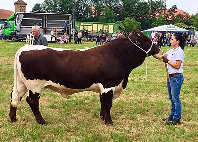 Der Jüngste steht an der Spitze! kr MAJOR (Haller-Max x Molto, Z.Horst Schnitzer) von Marcus Mihm holt sich den Gesamttitel aller Rassen!