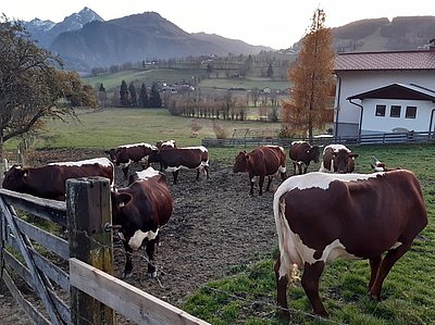 Nach einer ausgiebigen "Outdoor-Einheit" (rechts im Bild eine Jungkuh aus Rist x Lust)