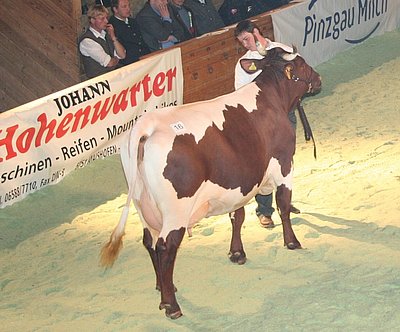 Mutter zu Verkaufstier SILBER - Silber von Hermann Esterbauer, Oberklamm, St. Veit