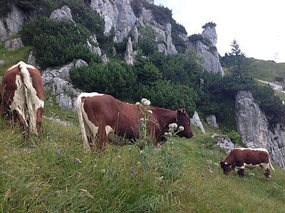 Ein schönes Ochsenleben! Almgenuss auf der Larcher Alm im Wendelsteingebiet