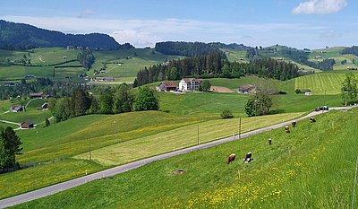Passen auch perfekt in die wunderschöne Landschaft von Toggenburg!