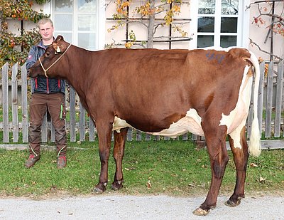 Zweitkalbskuh ELLA (V.Ladd Red) von Monika u. Albin Sommerer, Steiner in Lend