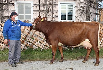 Jungkuh BROSA (V.Diamon LFS) vom Landesgut Litzlhof, Lendorf