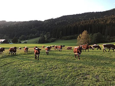 Gut angekommen und eingewöhnt - die Kärntner und Niederösterreichischen Pinzgauerinnen am Kobichlhof in Annaberg.
