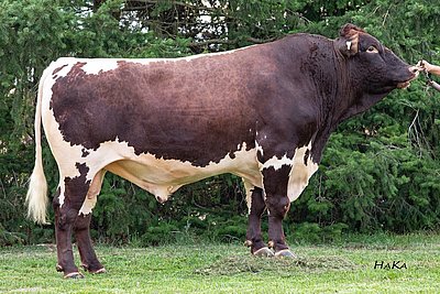 Besamungsstier RONALDO aus Kelly x Rat