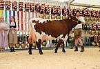 IMG 0226