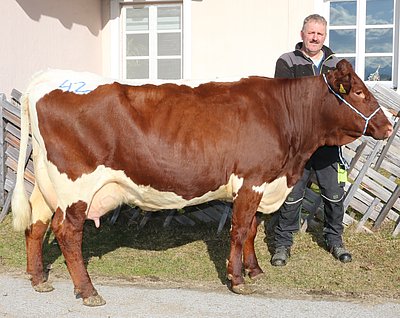 Drittkalbskuh MUNTA (V.Rakete) von Ernst Bründlinger, Jageregg, Bruck
