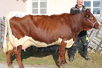 Drittkalbskuh MUNTA (V.Rakete) von Ernst Bründlinger, Jageregg, Bruck News Titelbild