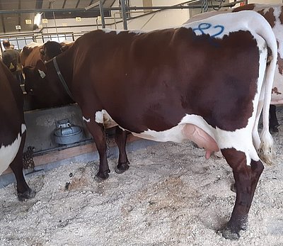Zweitkalbskuh GLÜCK (V.Ringo) von der LFS Bruck, Piffgut