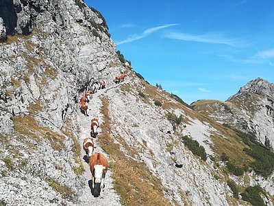 Was robustes Almvieh auszeichnet - Trittfestigkeit und Robustheit sind am steinigen Weg gefragt!